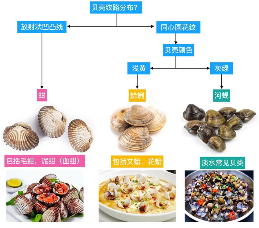 小贝壳虚拟币最新情况,小贝壳货币最新消息