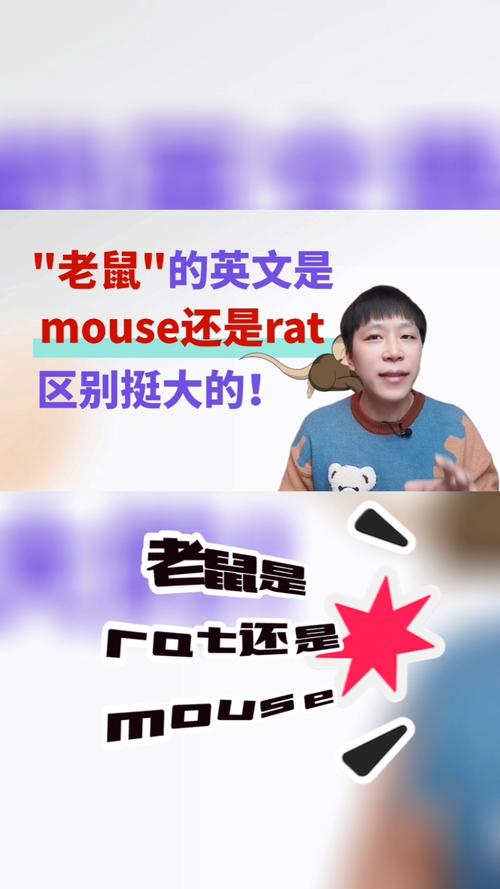 rats老鼠币最新消息,rat老鼠英文怎么读