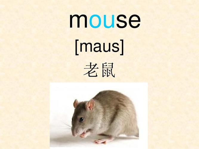 rat老鼠英文怎么读,老鼠英文rat和mouse