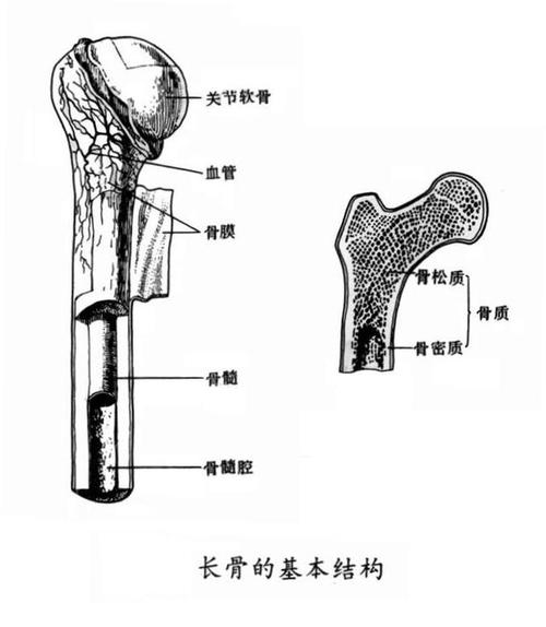 骨头百度百科,一分钟了解骨头